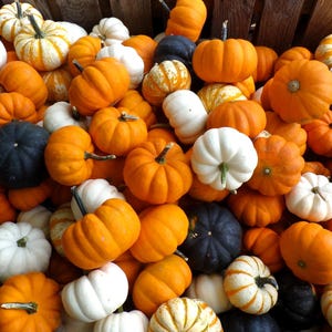 20 MINI MIX KÜRBIS Miniatur Cucurbita Pepo Weiß Grün Orange Gestreifte Gemüsesamen