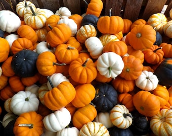 20 MINI MIX PUMPKIN Miniature Cucurbita Pepo White Green Orange Striped Vegetable Seeds