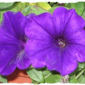 100 PURPLE PETUNIA Hybrida Pollinator Garden Container Flower Seeds *Combined S/H