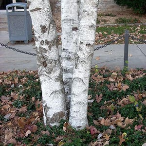 50 SILVER WEEPING BIRCH Tree White European Betula Pendula Alba Seeds Comb S/H image 6