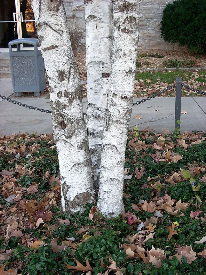 50 SILVER WEEPING BIRCH Tree White European Betula Pendula Alba Seeds Comb S/H image 6