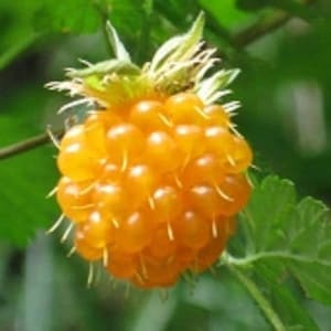 20 SALMONBERRY RUSSIAN RASPBERRY Rubus Spectabilis Fruit Seeds Purple Flowers