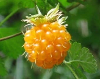 20 SALMONBERRY RUSSIAN RASPBERRY Rubus Spectabilis Fruit Seeds Purple Flowers