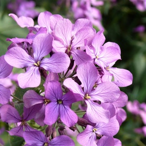 500 EVENING night SCENTED STOCK Matthiola Longipetala Bicornis Flower Seeds image 3