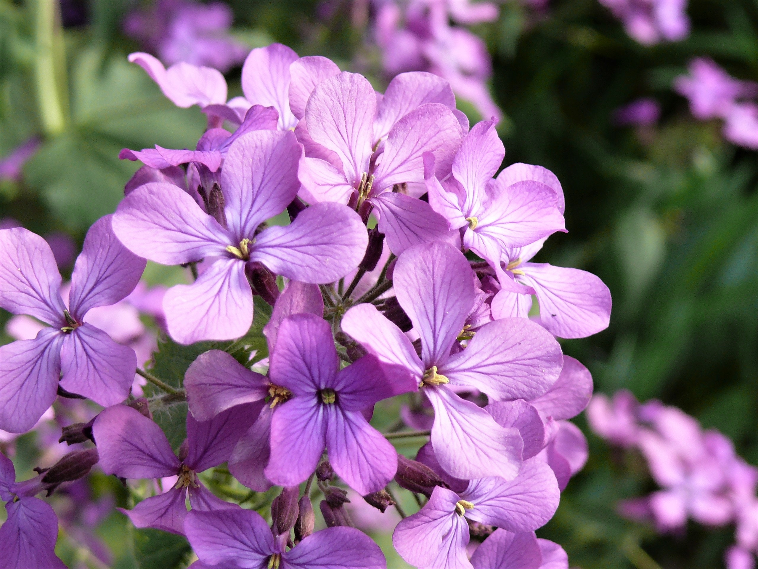 500 EVENING Night SCENTED STOCK Matthiola Bicornis Flower | Etsy