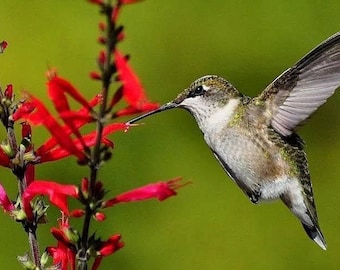 10 PINEAPPLE SAGE Red Salvia Elegans Herb / Flower Seeds