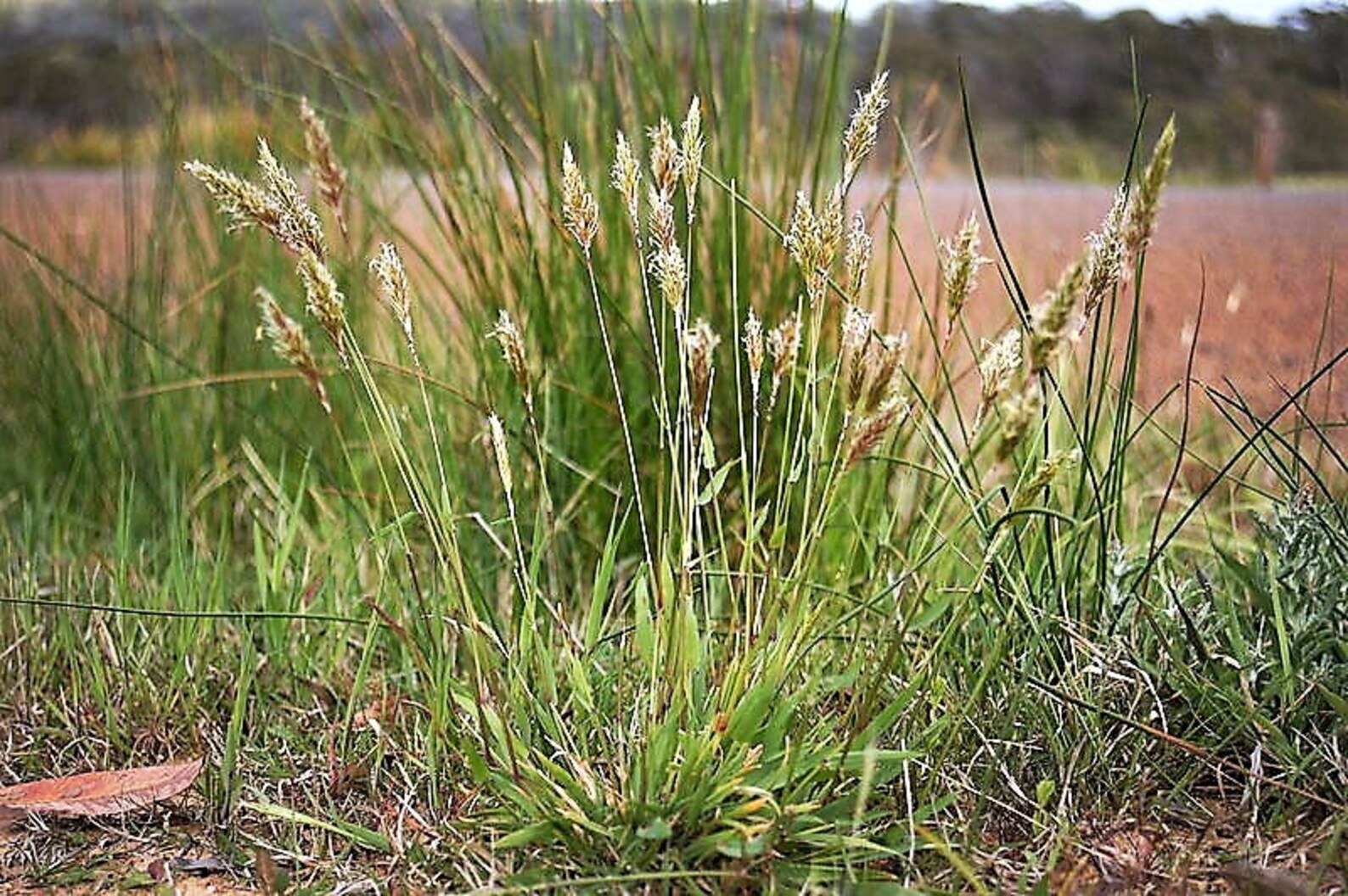 150 SWEET VERNAL GRASS Sweet Grass Vanilla Grass Anthoxanthum Etsy Canada