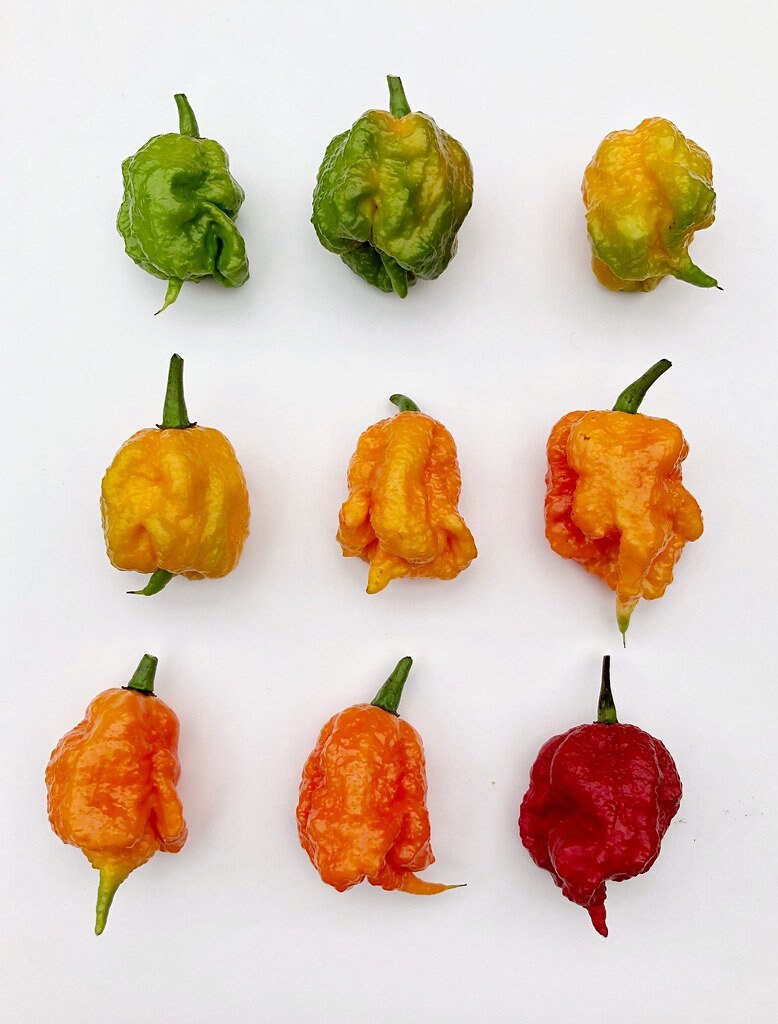 reaper pepper reaper pepper
