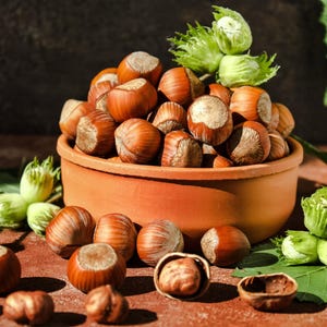 5 アメリカンヘーゼルナッツツリー、別名フィルバート Corylus Americana フルーツナッツ種子