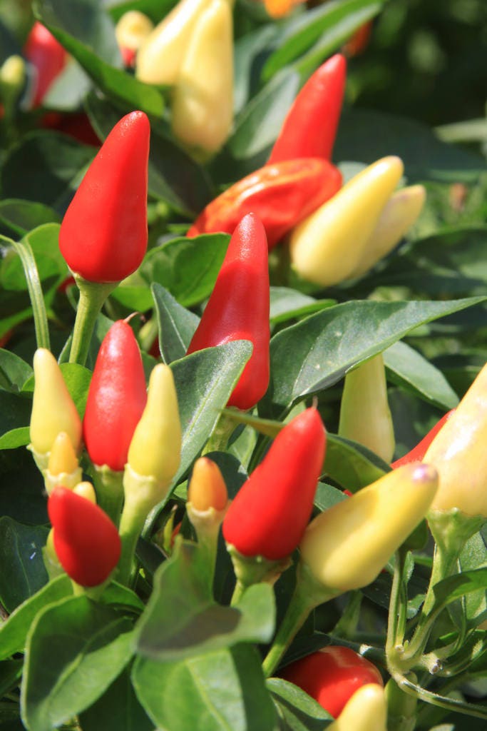 25 BOLIVIAN RAINBOW PEPPER Multi Colored Chili Capsicum Annuum