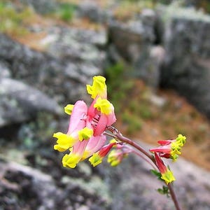 50 ROCK HARLEQUIN Pink & Yellow Corydalis Sempervirens Flower Seeds image 8