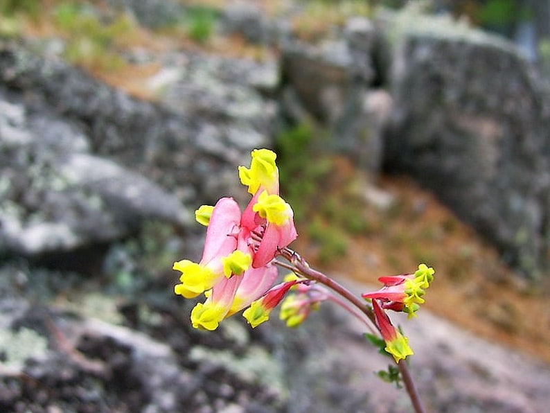 50 ROCK HARLEQUIN Pink & Yellow Corydalis Sempervirens Flower Seeds image 8