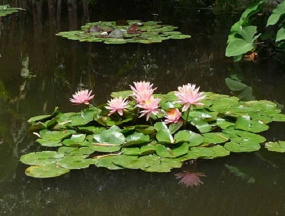 SP Pond Light