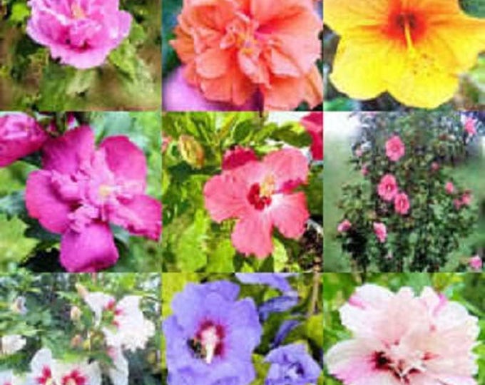 50 Mixed Colors ROSE Of SHARON HIBISCUS Syriacus Flower Tree Bush Seeds Mix