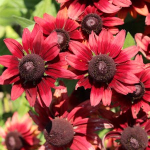 20 CHERRY BRANDY RUDBECKIA Hirta Bicolor Rot Schwarz Eyed Susan Blumensamen
