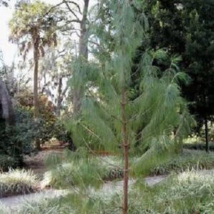 30 Mexican WEEPING PINE TREE Evergreen Pinus Patula Seeds Flat Shipping image 3