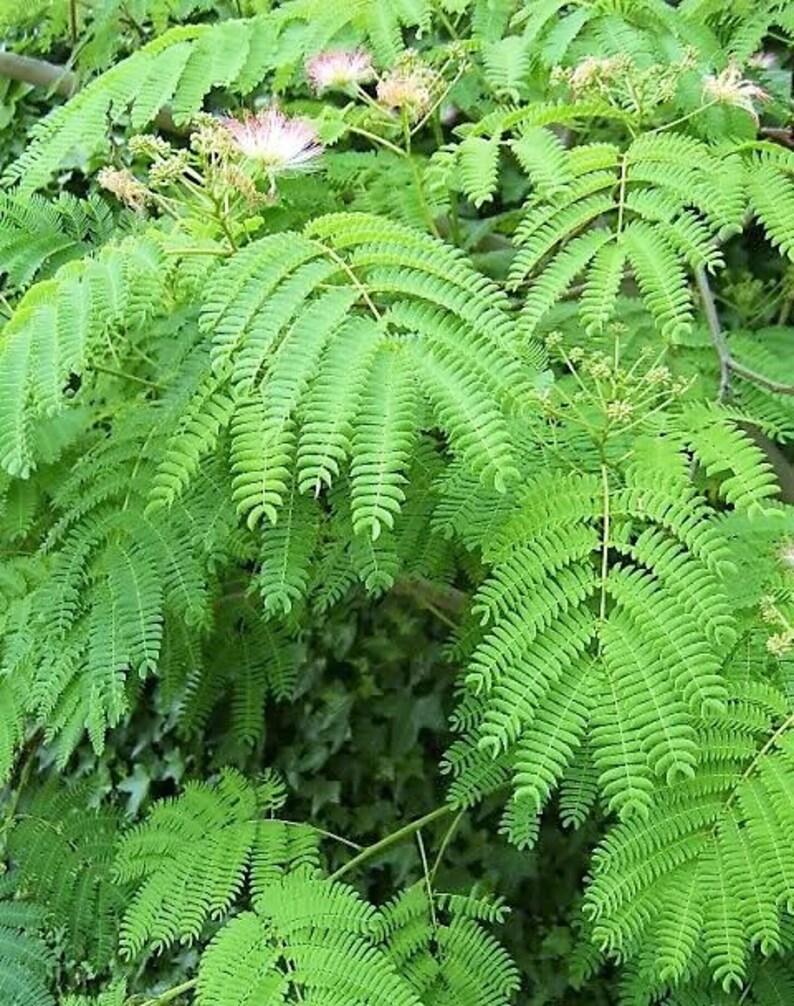 25 MIMOSA / Persian SILK TREE Julibrissin Seeds Etsy