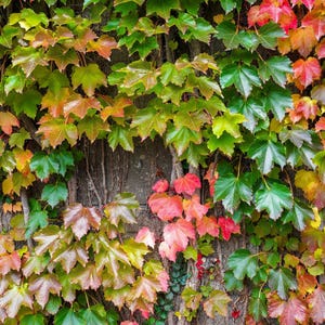 10 BOSTON IVY ( Bostonian Ivy / Wall Ivy ) Parthenocissus Tricuspidata Veitchii Vine Flower Seeds