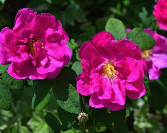 30 JAPANESE RED ROSE Bush Rosa Rugosa Rubra Rugrose Fragrant Flower Seeds