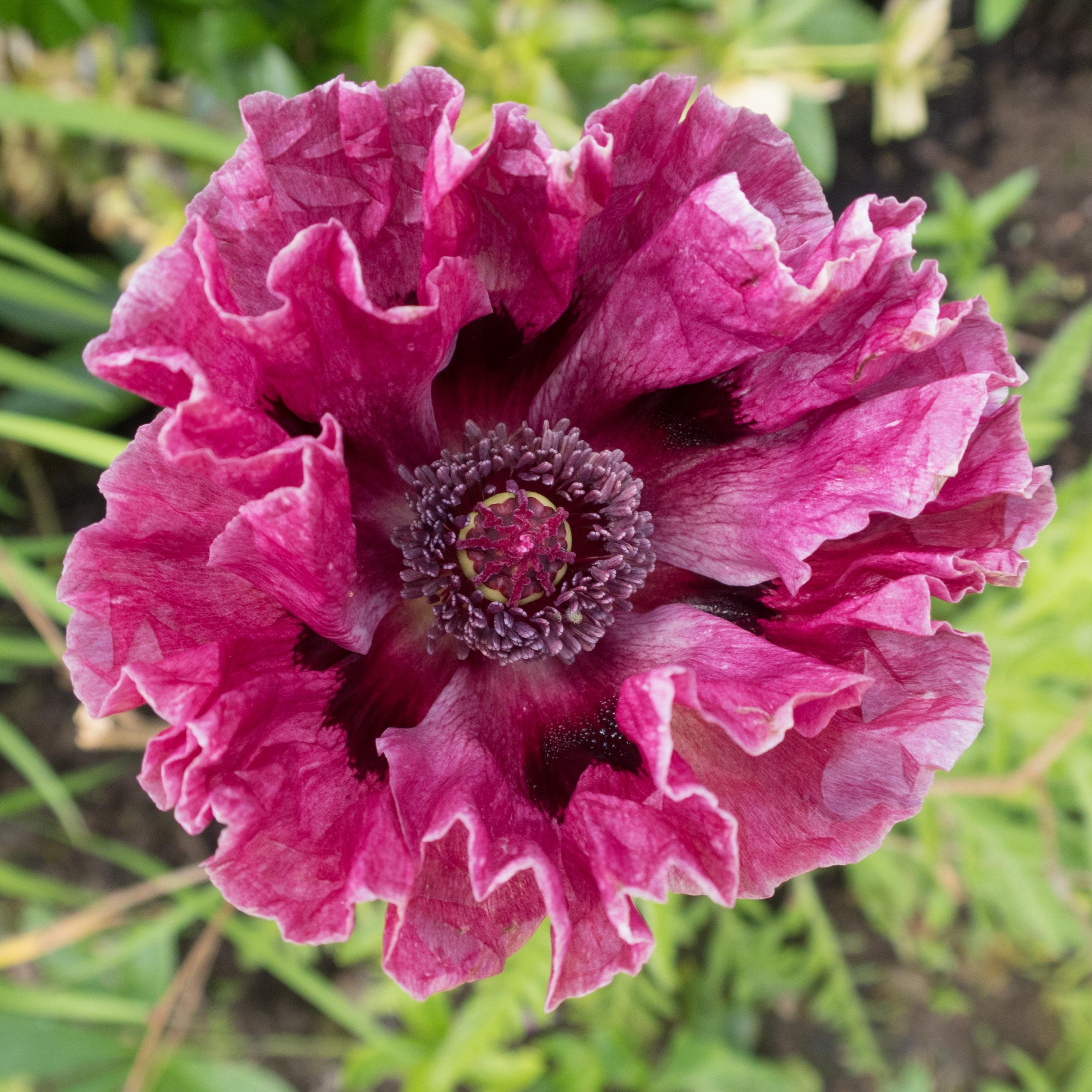 Amapola Colores Mixtos 500 Semillas, no OGM - España