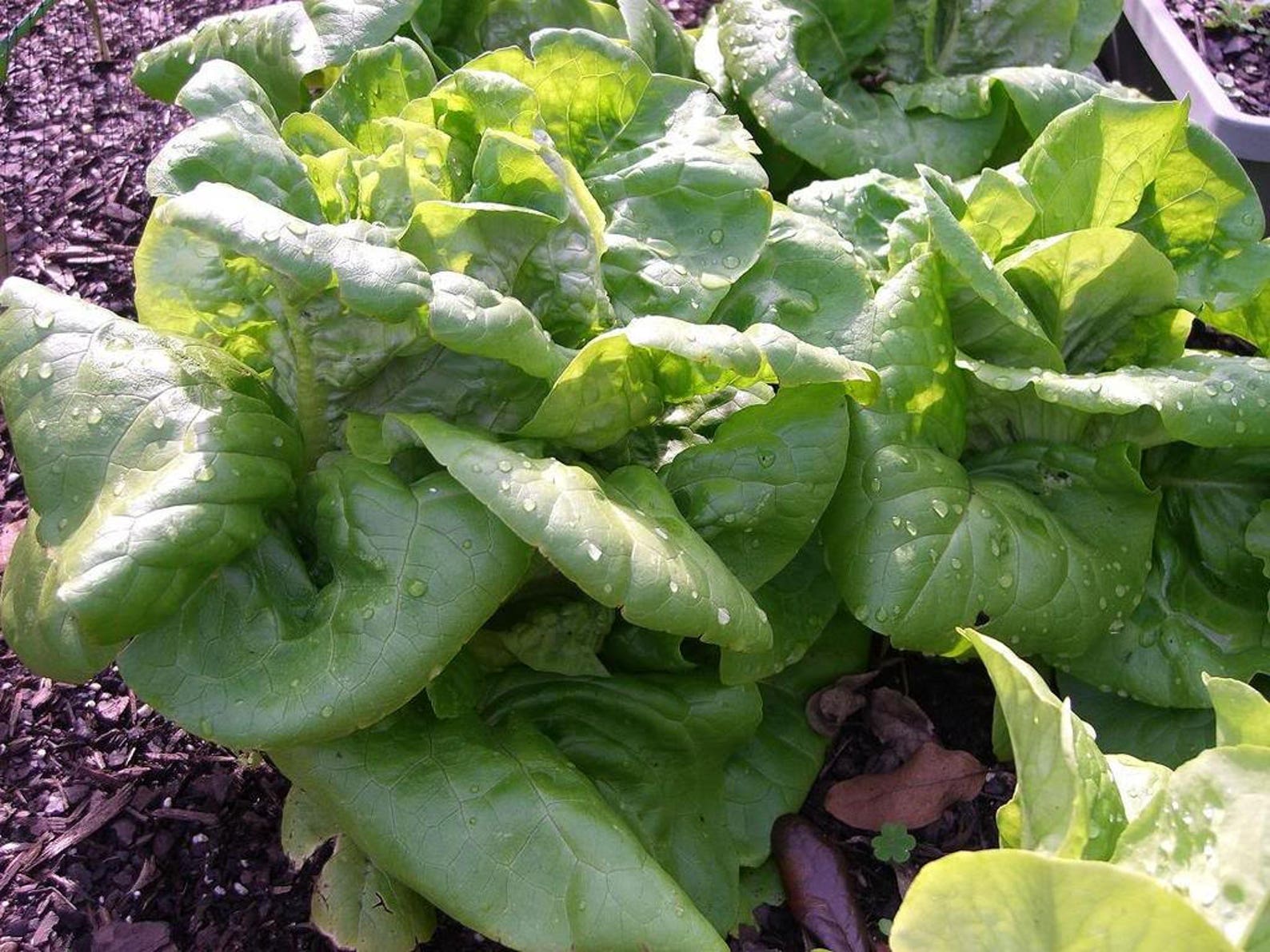 3000 BUTTERCRUNCH LEAF LETTUCE Lactuca Sativa Vegetable Seeds Etsy