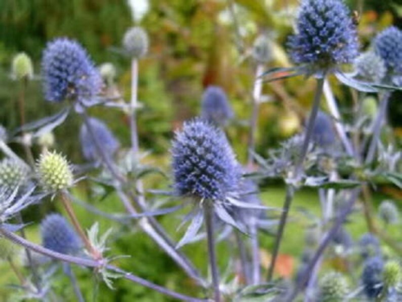 25 BLUE Star SEA HOLLY Eryngium Flower Seeds Comb S/H Etsy
