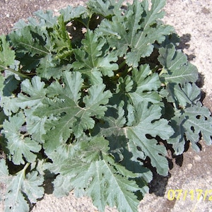 50 COCOZELLE di Napoli SQUASH Italian Zucchini Cucurbita Pepo Vegetable Seeds
