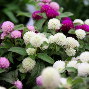 50 GLOBE AMARANTH MIX Gomphrena Globosa Colores mezclados Semillas de flores de amaranto