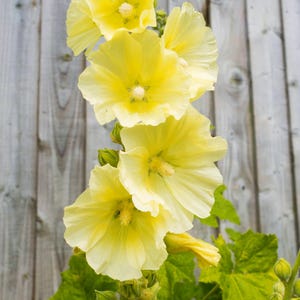 25 YELLOW HOLLYHOCK Alcea Rosea Flower Seeds Perennial