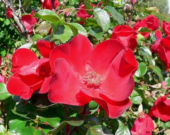 30 JAPANESE RED ROSE Bush Rosa Rugosa Rubra Rugrose Fragrant Flower Seeds