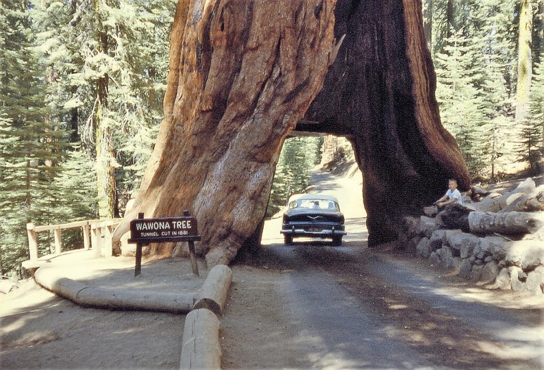 40 GIANT SEQUOIA Sequoiadendron Giganteum Sierra Redwood Tree Seeds Flat Ship image 2