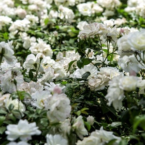 5 WHITE ROSE Rosa Bush Shrub Perennial Flower Seeds Flat Shipping image 2