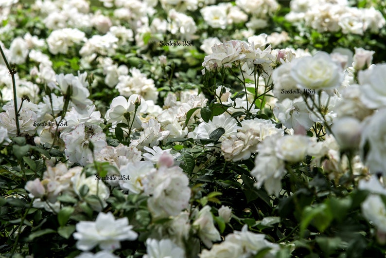 5 WHITE ROSE Rosa Bush Shrub Perennial Flower Seeds Flat Shipping image 2