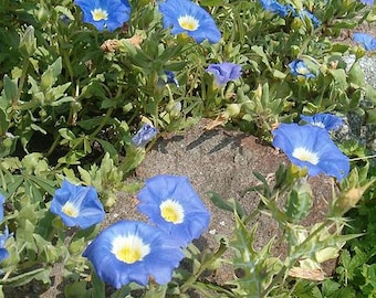 25 BLUE CHILEAN BELLFLOWER Nolana Paradoxa Succulent Ground Cover Flower Seeds