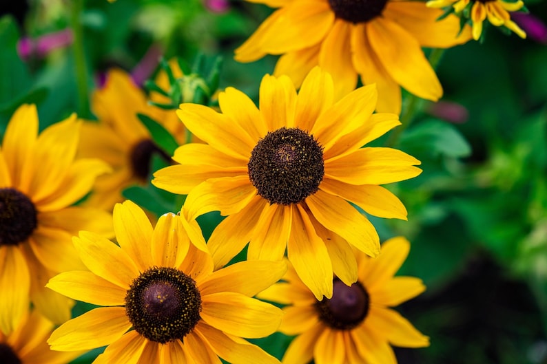 Brown Eyed Susan Rudbeckia Triloba Flower Seeds