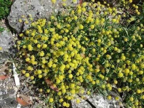 100 GREEN GOLD BUPLEURUM ( Hares Ear / Thorow Wax