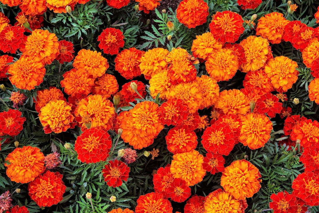 400 FRENCH MARIGOLD SPARKY Mixed Colors Tagetes Patula Orange Yellow
