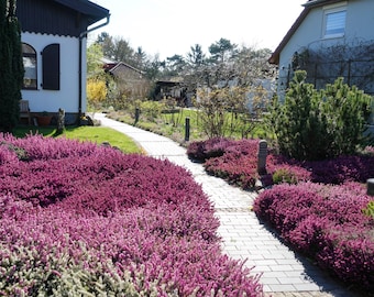 100 Scotch TRUE HEATHER Shrub Scot's Purple Pink Flower Calluna Vulgaris Seeds