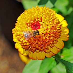 100 Mixed Colors SCABIOSA ZINNIA Elegans  Red, Pink, Purple, Yellow, White, & Orange Flower Seeds