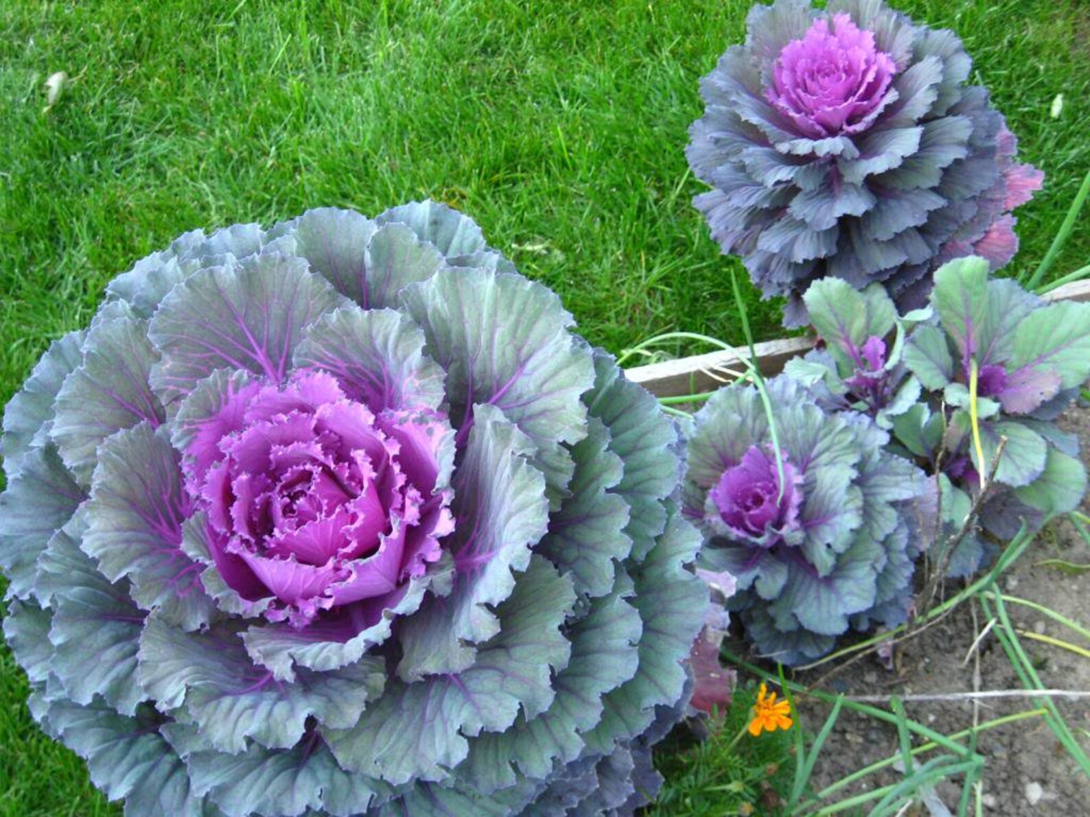 50 MIXED ORNAMENTAL CABBAGE Flowering Cabbage Brassica Etsy