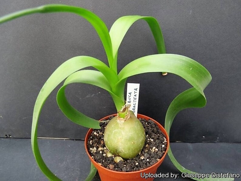 20 PREGNANT ONION SEEDS Aka False Sea Onion Lily Ornithogalum Etsy