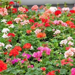 10 MIXED COLORS GERANIUM Pelargonium Zonale Pink, Purple, White, Red ...