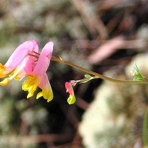 50 ROCK HARLEQUIN Pink & Yellow Corydalis Sempervirens Flower Seeds image 6