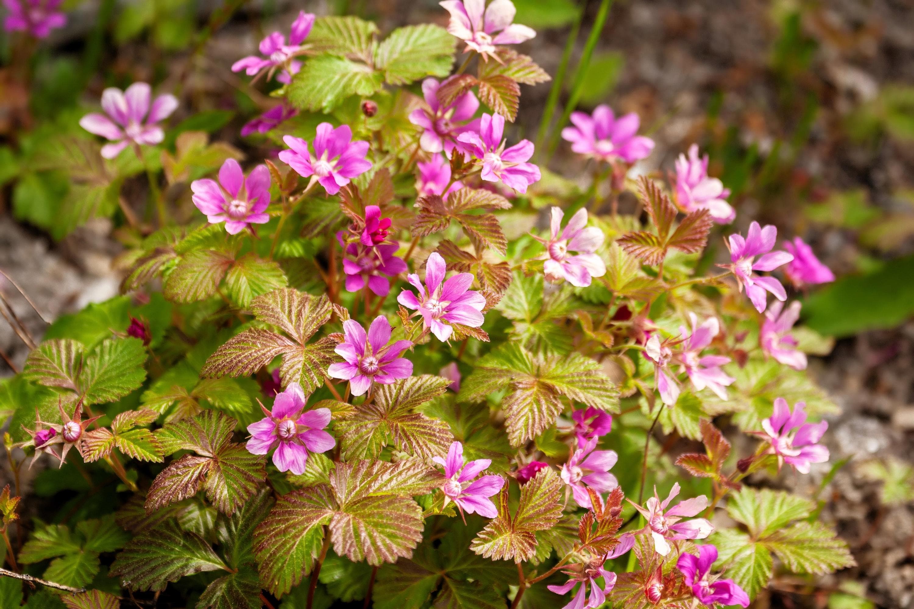 10 ARCTIC RASPBERRY Nagoonberry Rubus Arcticus Red Berry Fruit Bramble ...
