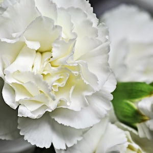 50 WHITE CARNATION Dianthus Caryophyllus Grenadin Flower Seeds *Comb S/H