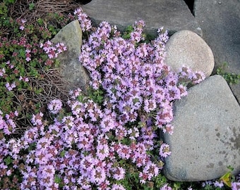 100 Walk On Me CREEPING THYME Thymus Serpyllum Herb Flower Seeds