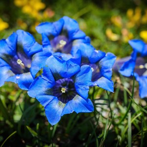 15 Blue STEMLESS GENTIAN Gentiana Acaulis Kochiana Flower Seeds Flat Shipping image 2