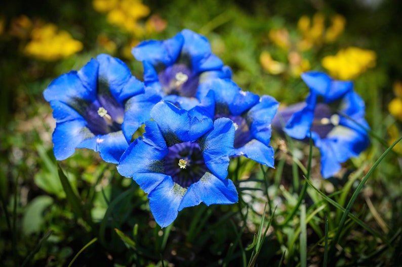 15 Blue STEMLESS GENTIAN Gentiana Acaulis Kochiana Flower Seeds Flat Shipping image 2