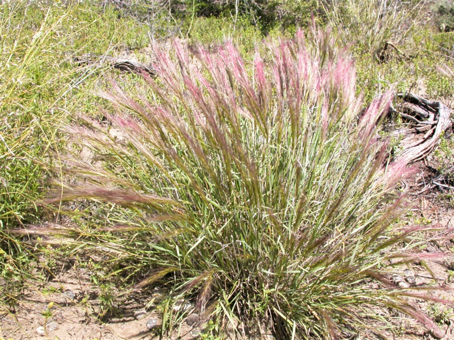 300 Bottlebrush SQUIRRELTAIL RYE GRASS Elymus Elymoides Syn Etsy