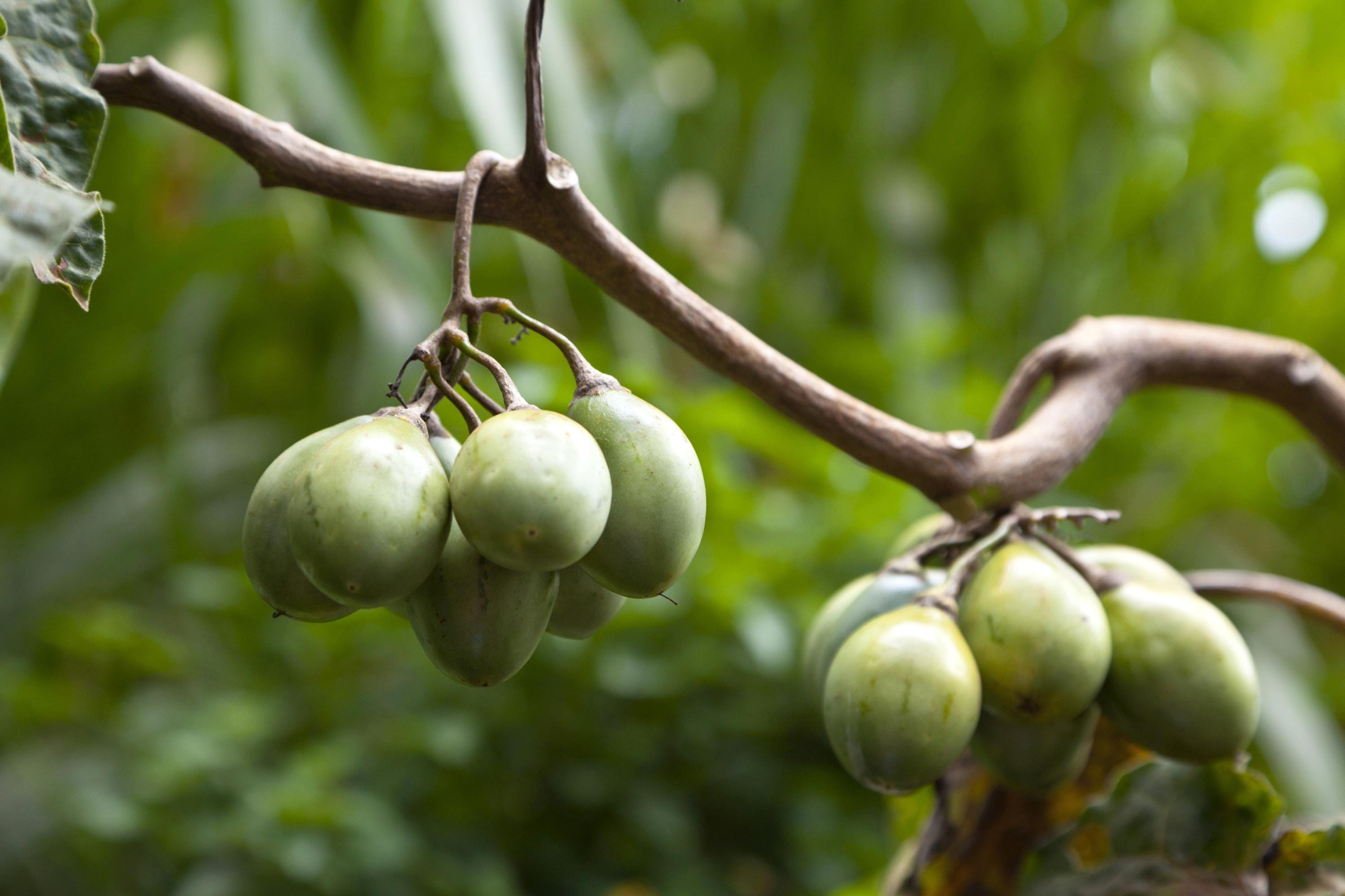 Semillas De Tamarillo – 30pcs, Tomate De Árbol, Variedad Antigua, Cyphomandra Betacea